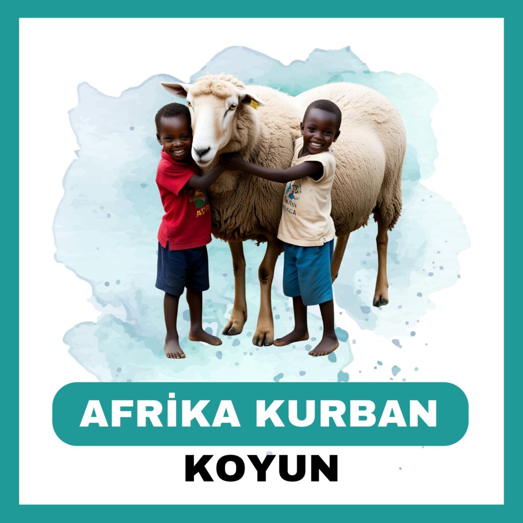 Afrika Koyun