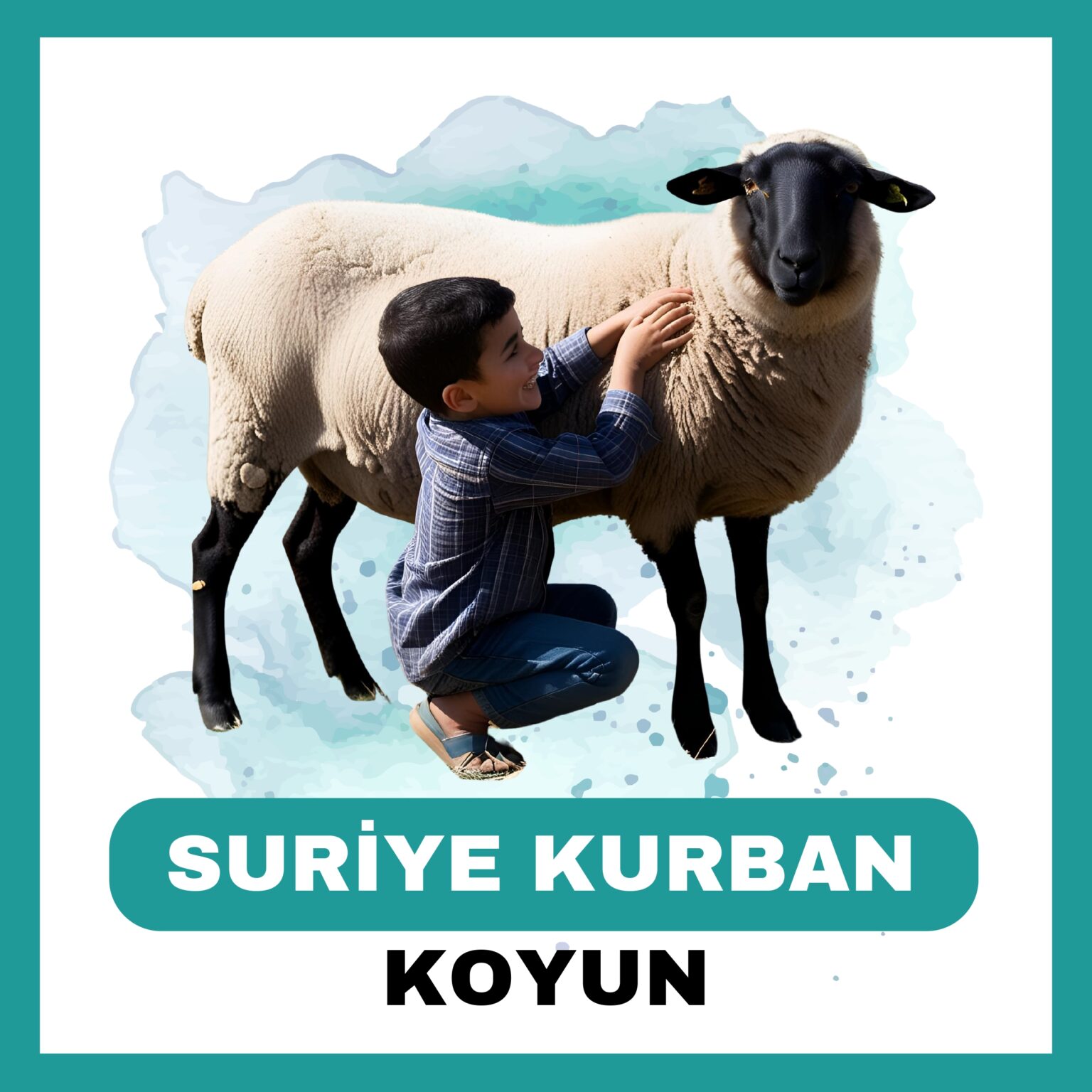 Suriye Koyun
