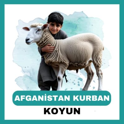 Afganistan Koyun