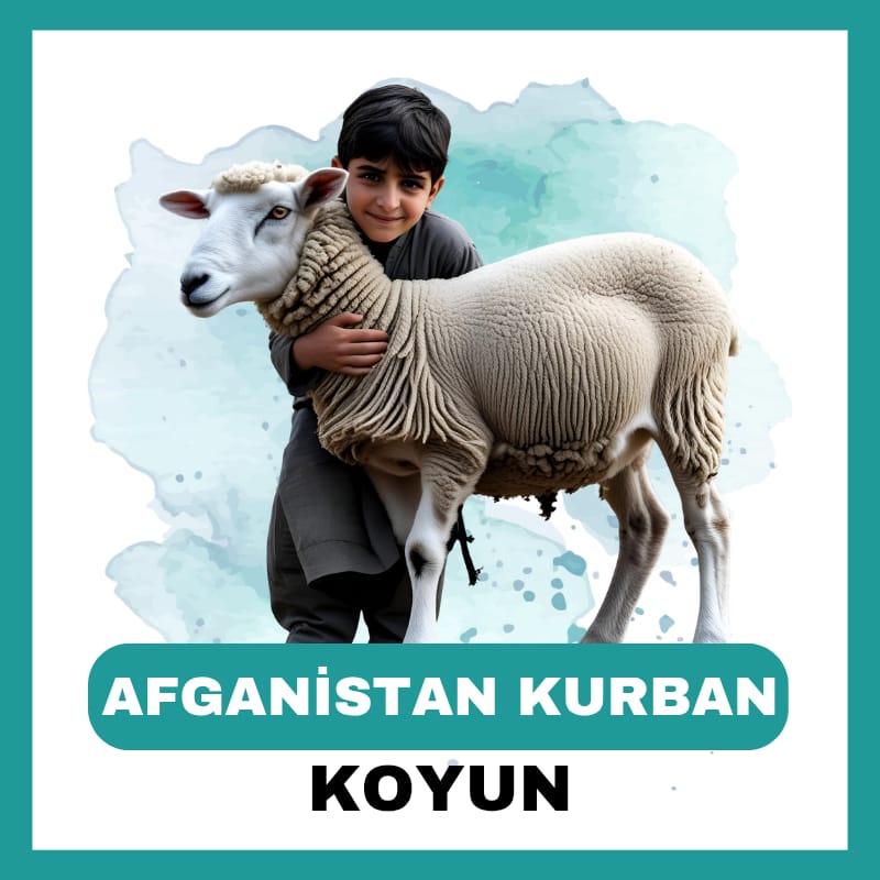 Afganistan Koyun